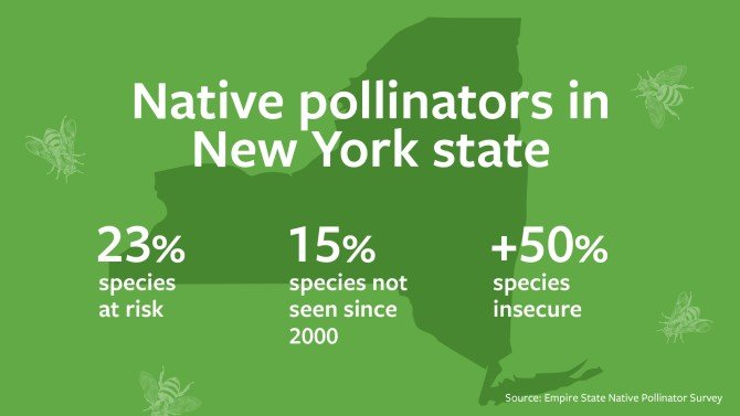 Data from the recently released three-year Empire State Pollinator Survey.